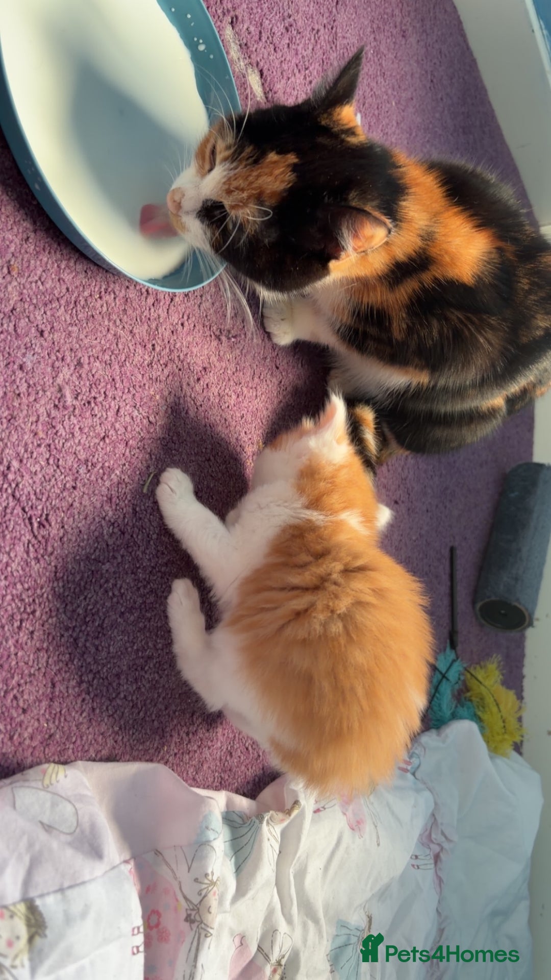 Maine Coon cats for sale: Maine coon mix kittens  - Advert 20