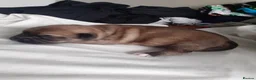 Mixed Breed dogs for sale: Pikenesse Cross jack Russell  - Advert 4
