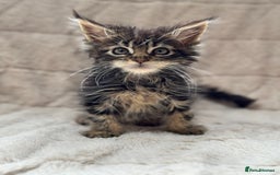 Maine Coon cats for sale: Gorgeous Black Tabby Mainecoon Kitten  - Image 5