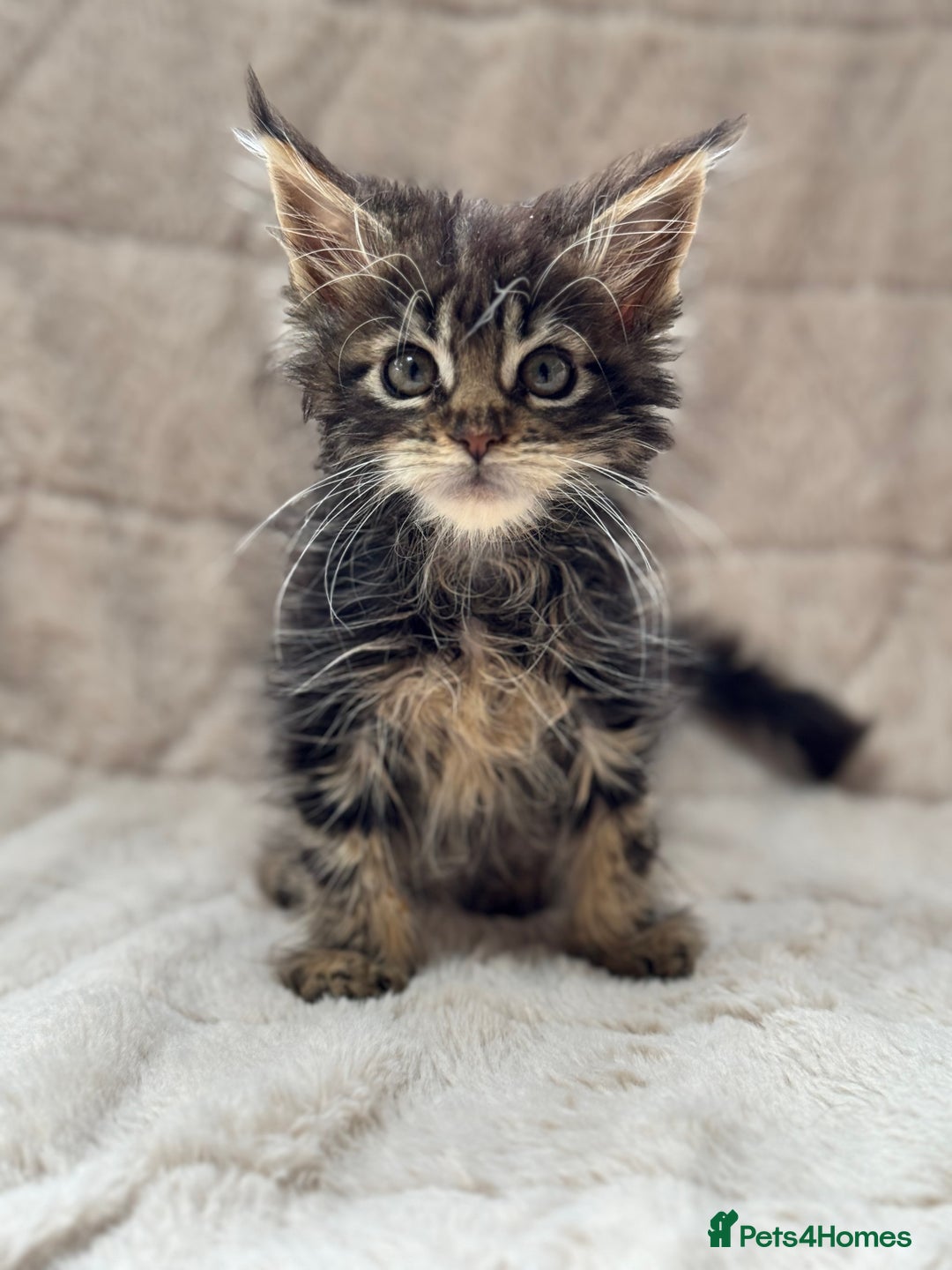 Maine Coon cats for sale: Gorgeous Black Tabby Mainecoon Kitten  - Image 5