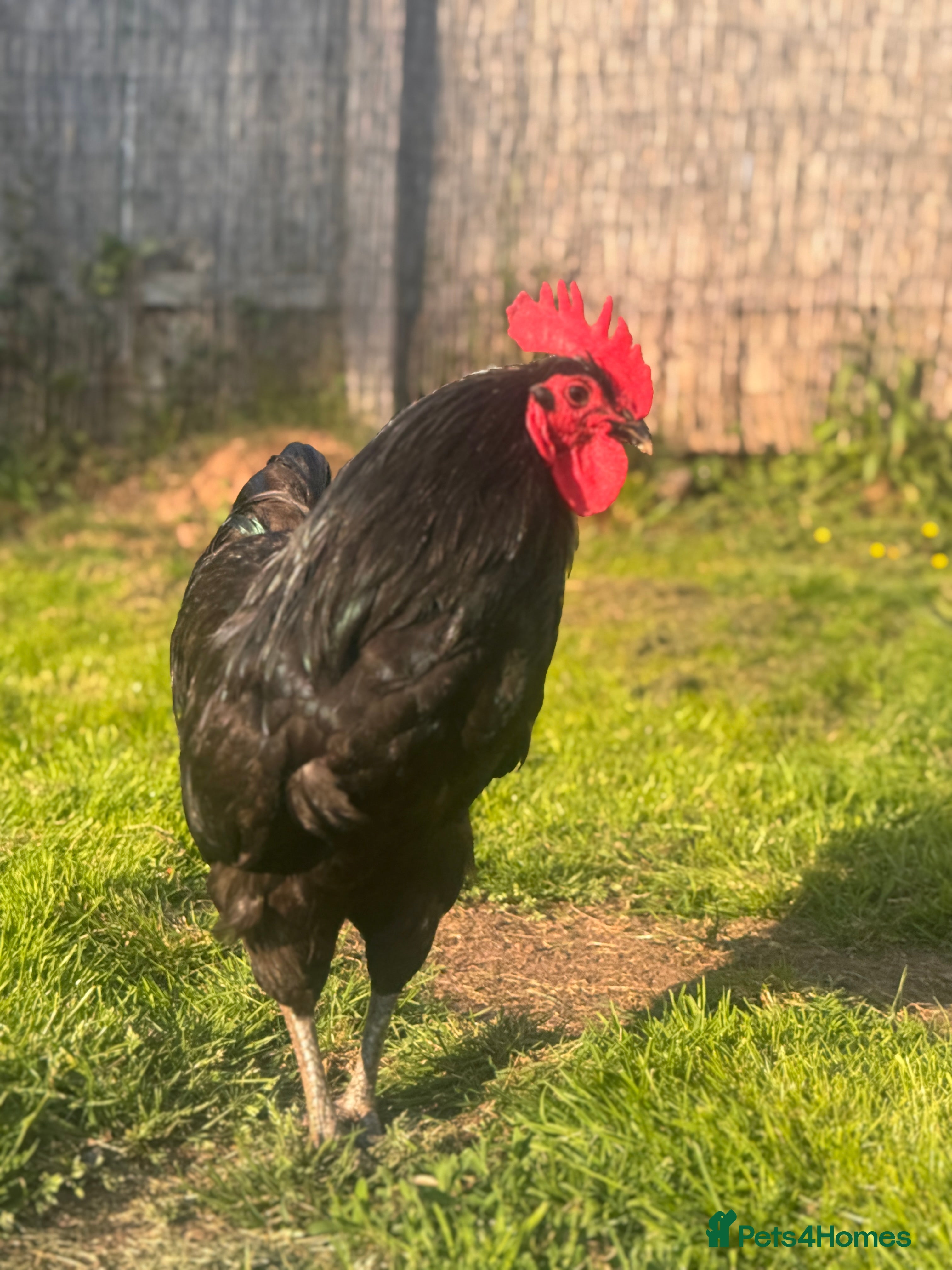 Chickens poultry 6 Mixed flock hatching eggs - Advert 1