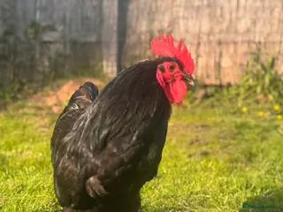 Chickens poultry 6 Mixed flock hatching eggs - Advert 1