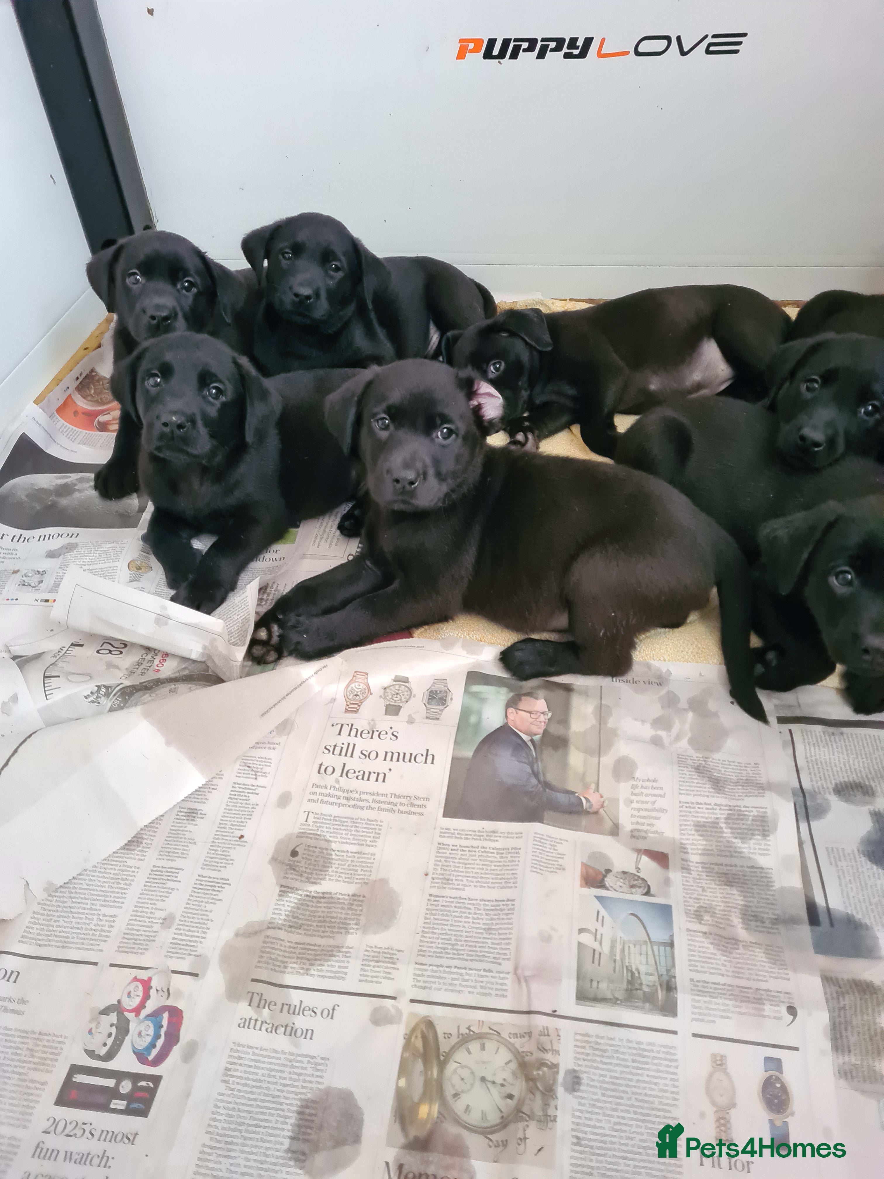 Labrador Retriever dogs Black Labrador puppies  - Advert 4