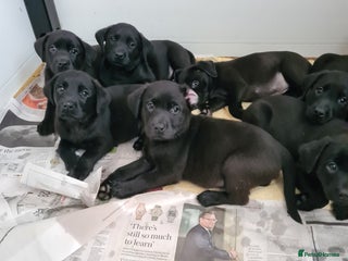 Labrador Retriever dogs Black Labrador puppies - Advert 2