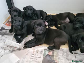 Labrador Retriever dogs Black Labrador puppies - Advert 6