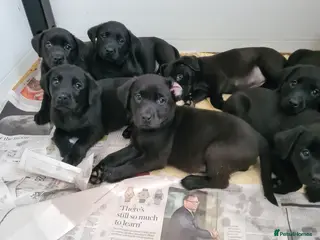 Labrador Retriever dogs Black Labrador puppies - Advert 4