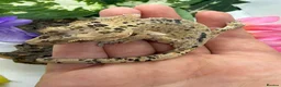 Gecko reptiles for sale: Crested gecko collection for sale  - Advert 2