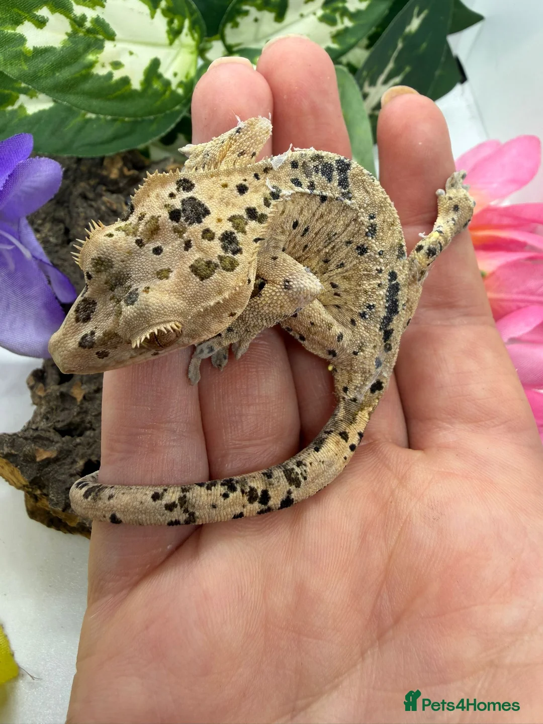 Gecko reptiles for sale: Crested gecko collection for sale  - Advert 2