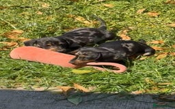 Miniature Dachshund dogs for sale: little purebred mini dachshunds pups - Image 4