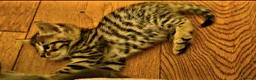 Mixed Breed cats for sale: Elven Bengal Kittens  - Advert 20
