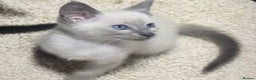 Mixed Breed cats for sale: Oriental/ Siamese  - Advert 18