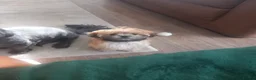 Malshi dogs for sale: Miss  in Croydon - Advert 5