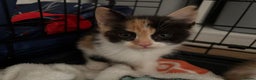 Mixed Breed cats for sale: Kittens - Advert 2