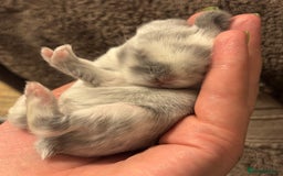 Mini Lop rabbits for sale: Extremely friendly mini lop babies for sale  - Image 24