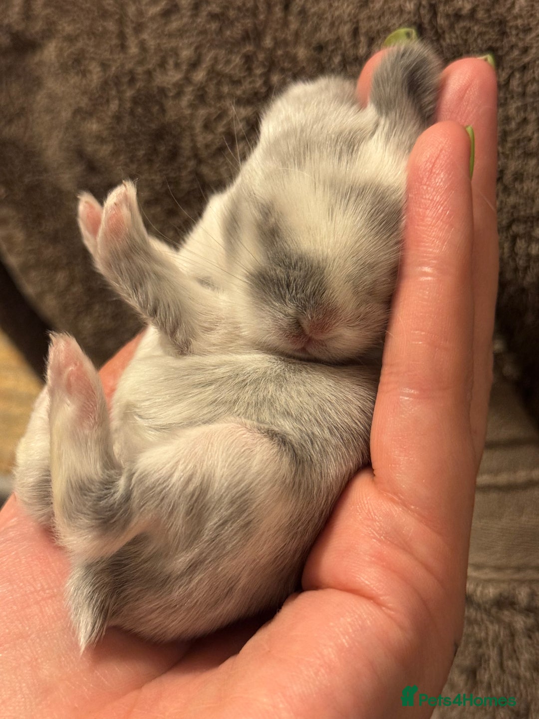 Mini Lop rabbits for sale: Extremely friendly mini lop babies for sale  - Image 24