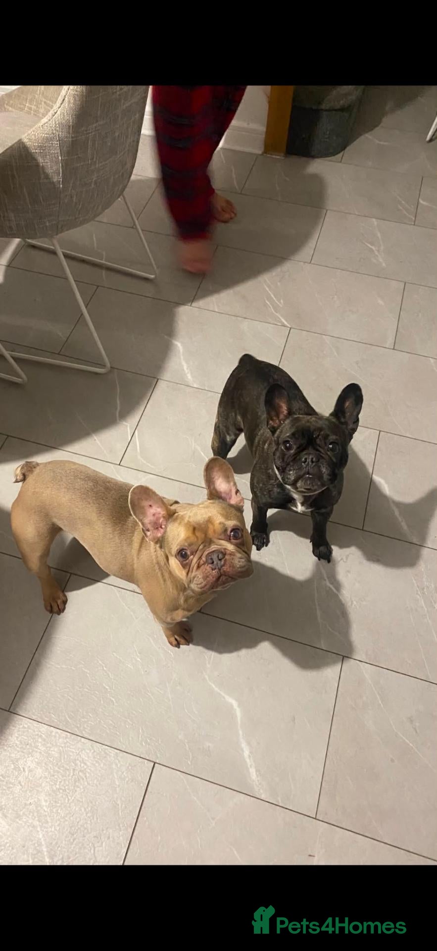 French Bulldog dogs 2 french bulldogs - Advert 6