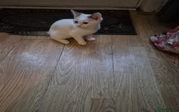 Mixed Breed cats for sale: Kittens for sale - Image 5