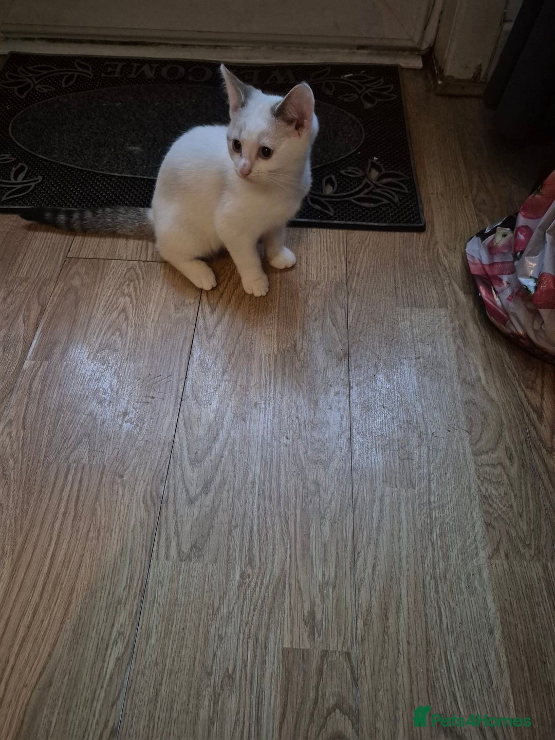 Mixed Breed cats for sale: Kittens for sale - Image 5