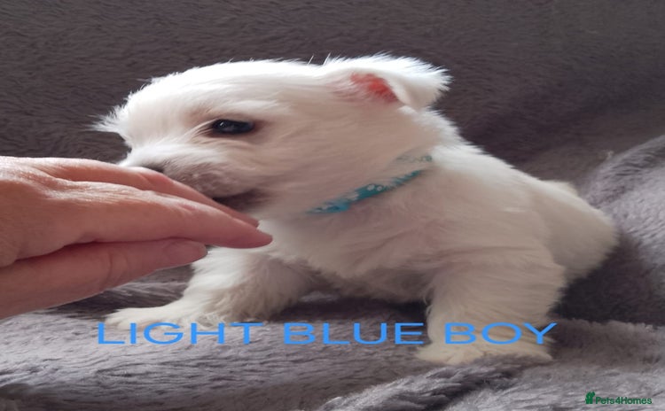 West Highland Terrier dogs - Advert 3
