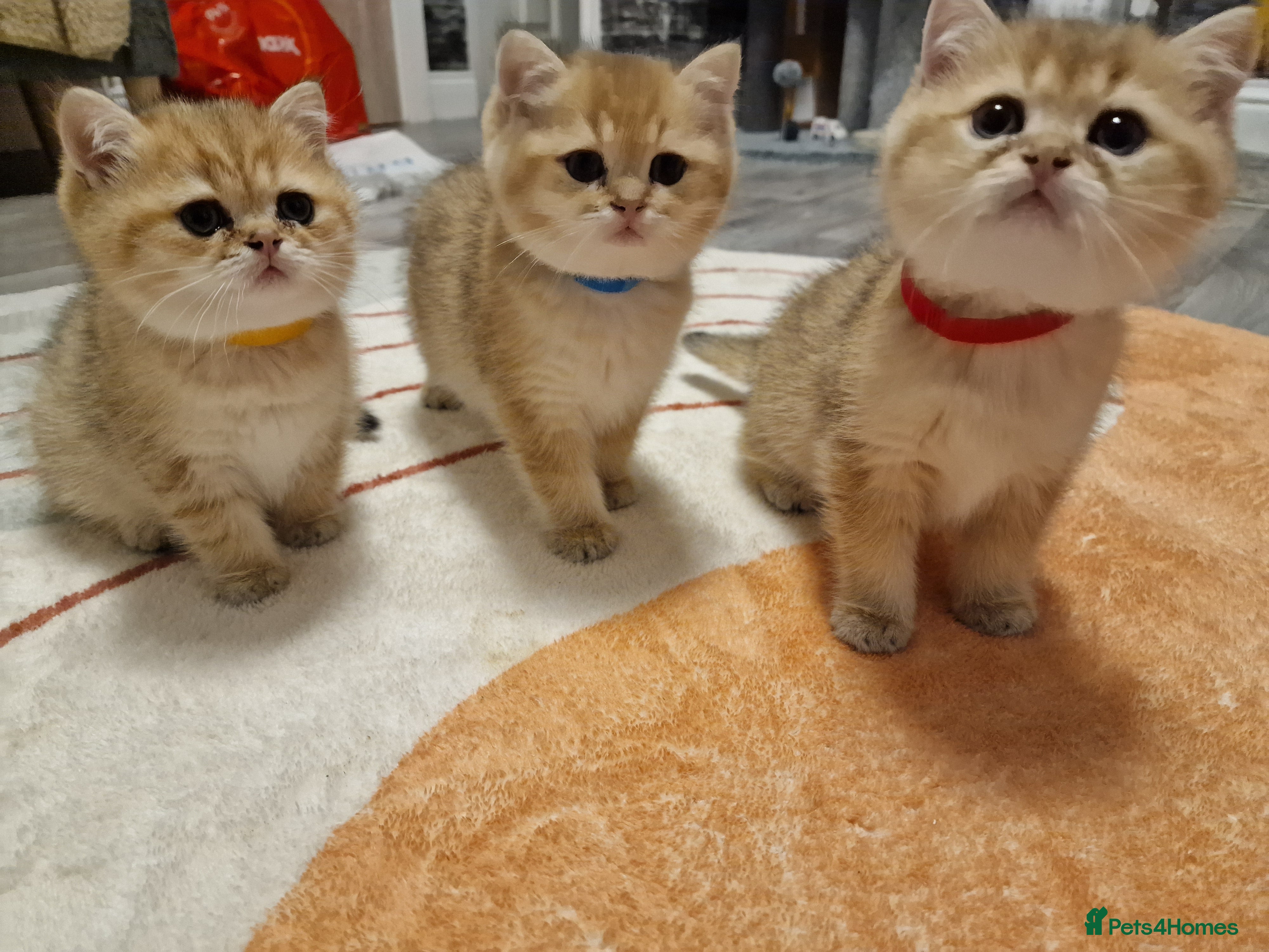 British Shorthair cats Stunning British shorthair Golden Chinchilla - Advert 4