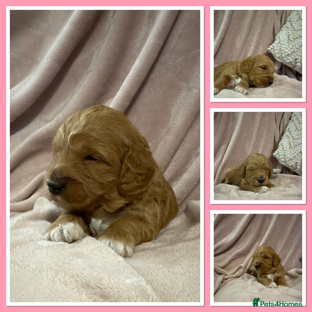 Mini Goldendoodle dogs for sale: Gorgeous family Raised Mini F1b Goldendoodles - Advert 7