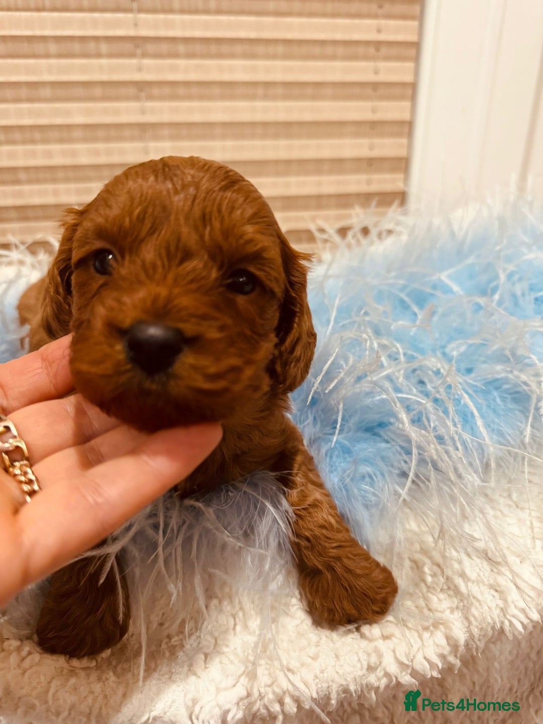 Cavapoo dogs for sale: A wonderful litter of 6 red teddy cavapoos  - Advert 6