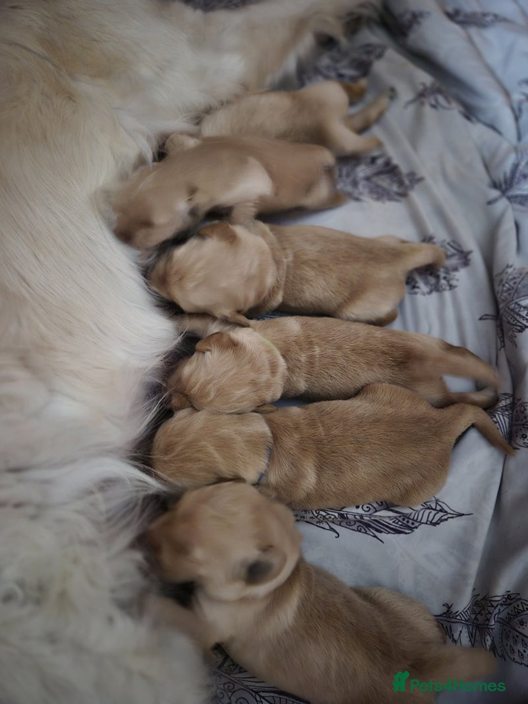 Golden Retriever dogs for sale: Exceptional litter of golden puppies. - Image 1