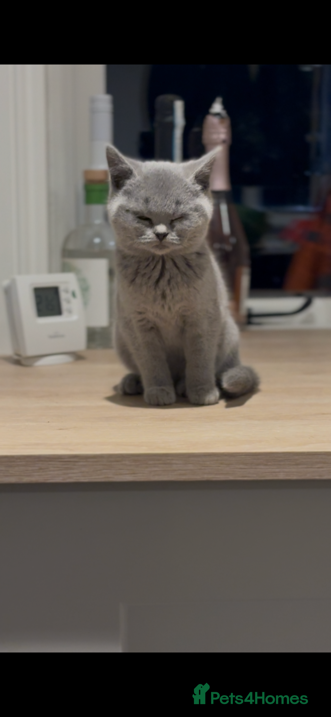 British Shorthair cats for sale: Beautiful British shorthair kittens  - Advert 4