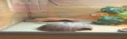 Dragon reptiles for sale: Baby Rankin dragons for sale - Advert 6