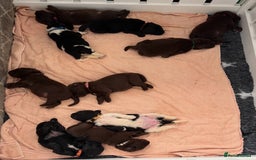 Newfoundland dogs for sale: KC registered Newfoundland Puppies. Health tested - Image 30