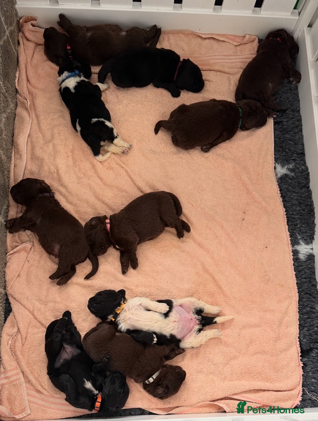 Newfoundland dogs for sale: KC registered Newfoundland Puppies. Health tested - Image 30