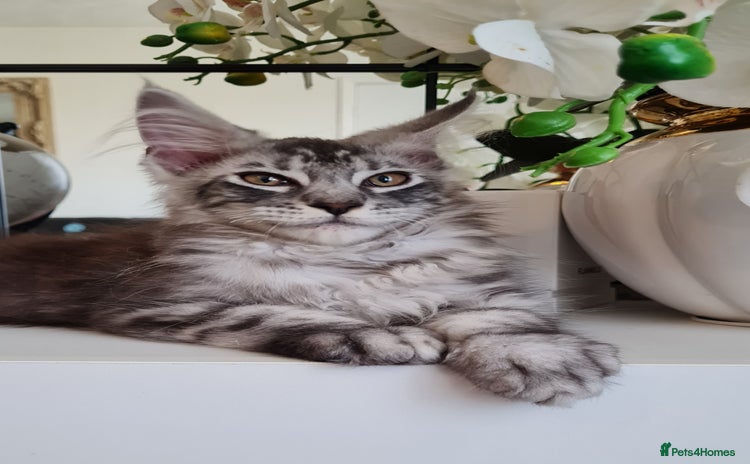 Maine Coon cats - Advert 3