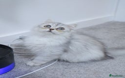 Persian cats for sale: Persian kitten boy available! - Image 1