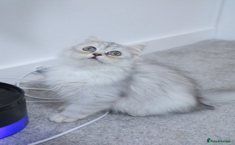 Persian cats - Advert 5