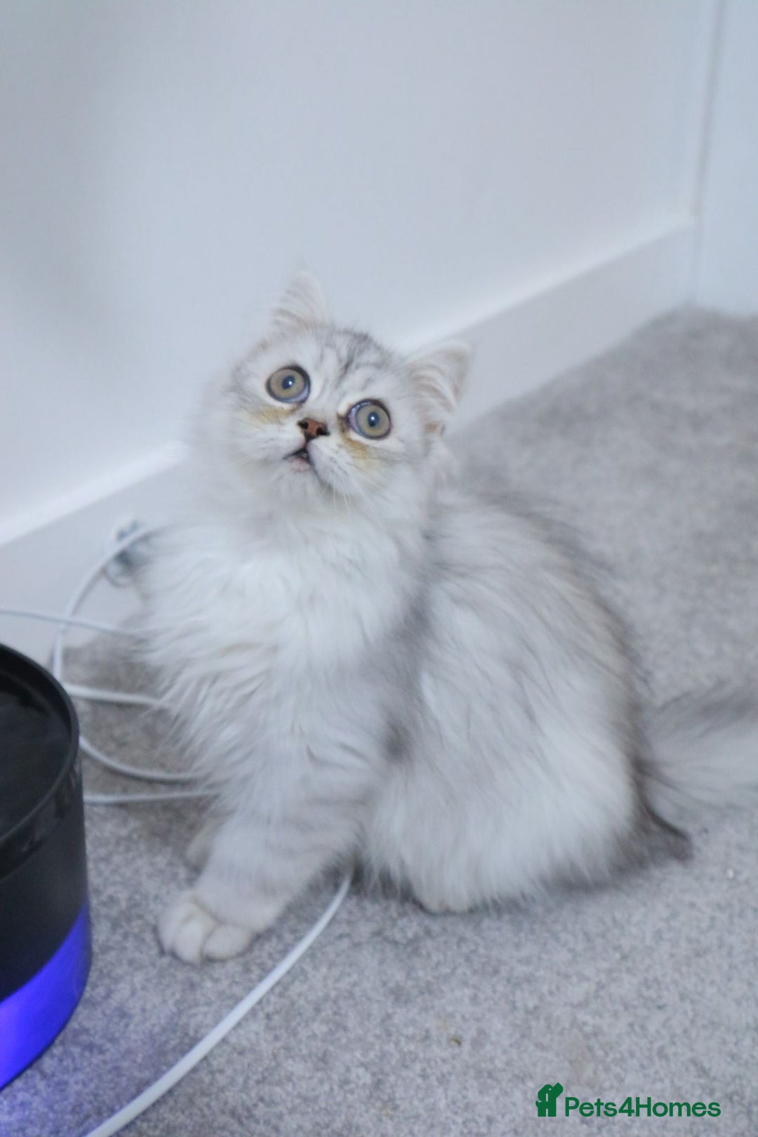 Persian cats for sale: Persian kitten boy available! - Image 1