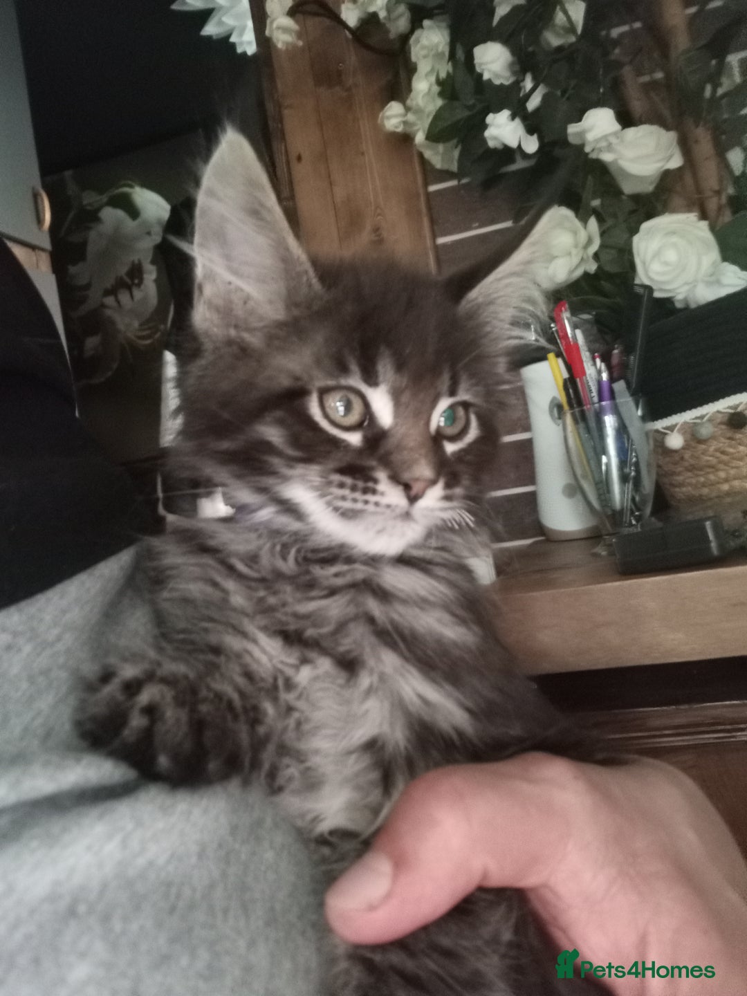 Maine Coon cats for sale: Maine coon purebred pedigre xl in Barnsley - Image 11