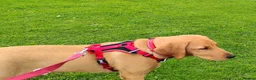 Labrador Retriever dogs for sale: Labrador Retriever Puppy - Advert 3