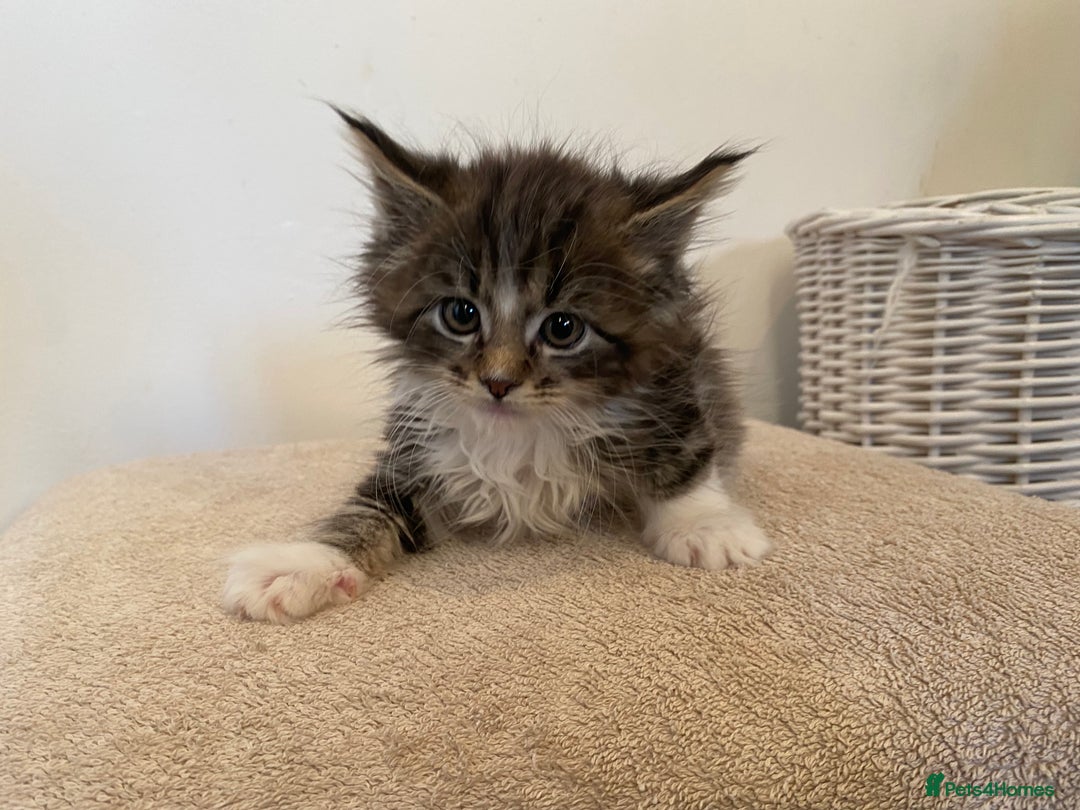 Maine Coon cats for sale: Maine coon kittens - Image 7