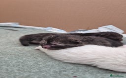 British Shorthair cats for sale: Beautiful Tortoiseshell and White pure BSH - Image 3