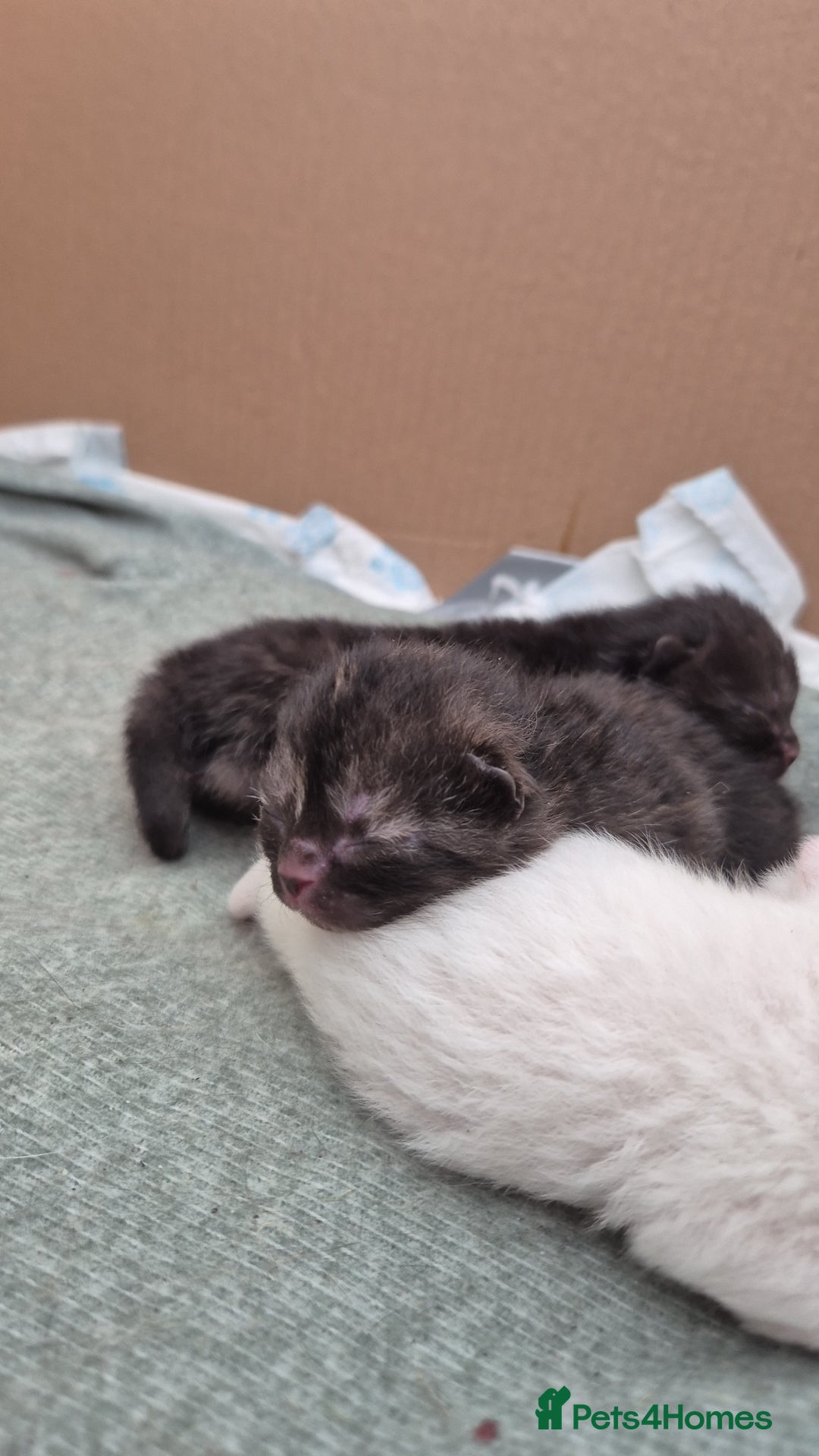 British Shorthair cats for sale: Beautiful Tortoiseshell and White pure BSH - Image 3