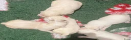 Labrador Retriever dogs for sale: Beautiful Show Type Yellow Labrador Puppies - Advert 2