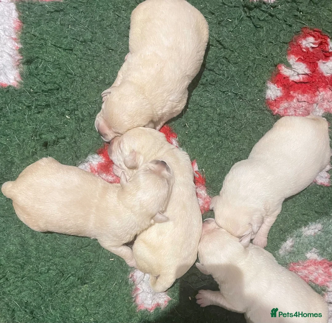 Labrador Retriever dogs for sale: Beautiful Show Type Yellow Labrador Puppies - Advert 2