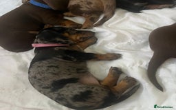Miniature Dachshund dogs for sale: Miniature dachshund  - Image 5