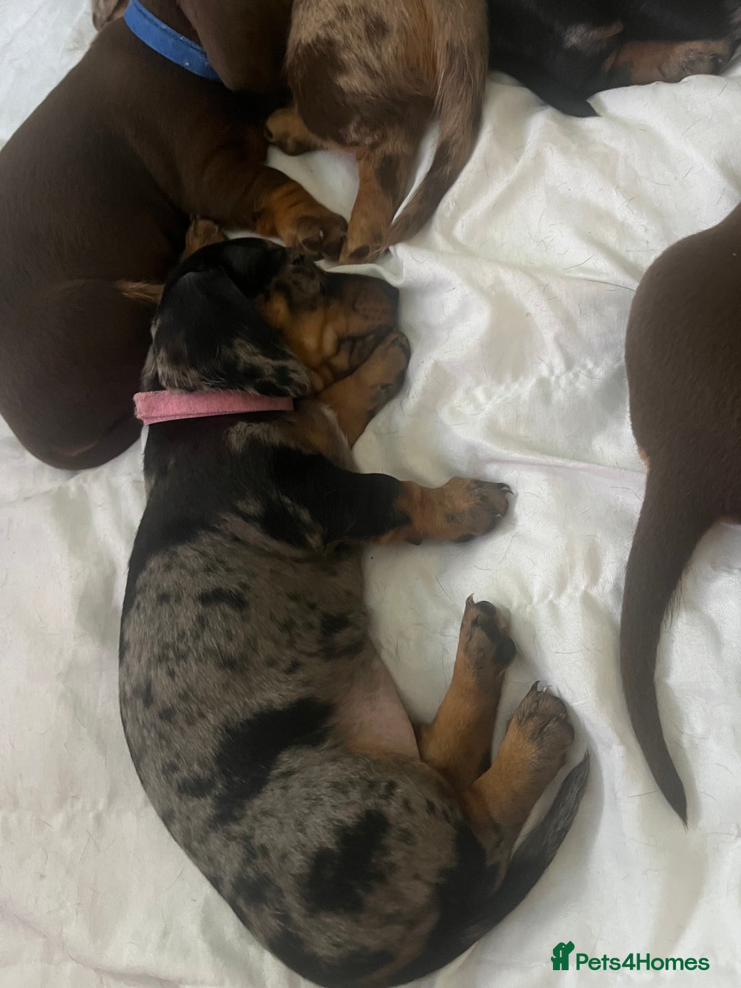 Miniature Dachshund dogs for sale: Miniature dachshund  - Image 5