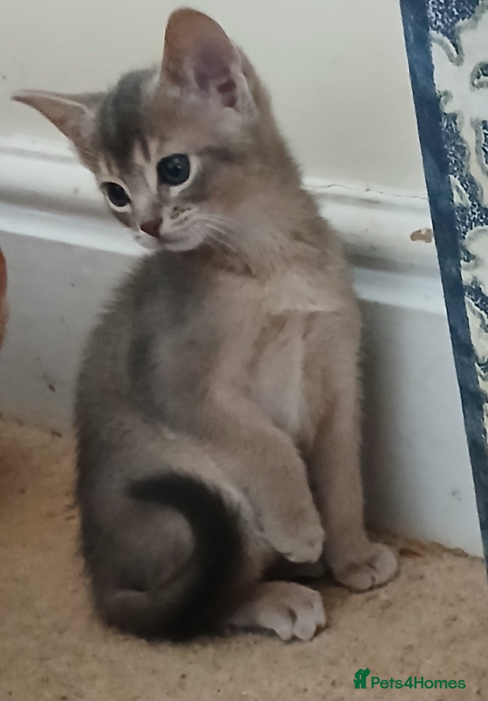 Abyssinian cats Super Aby kittens - Advert 4