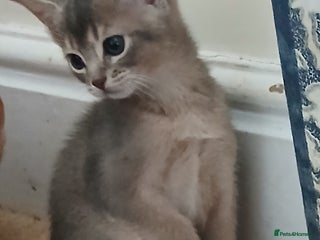 Abyssinian cats Super Aby kittens - Advert 4
