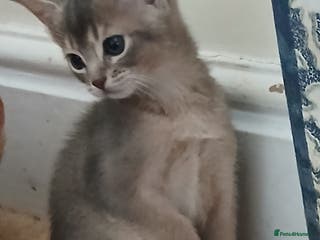 Abyssinian cats Super Aby kittens - Advert 6