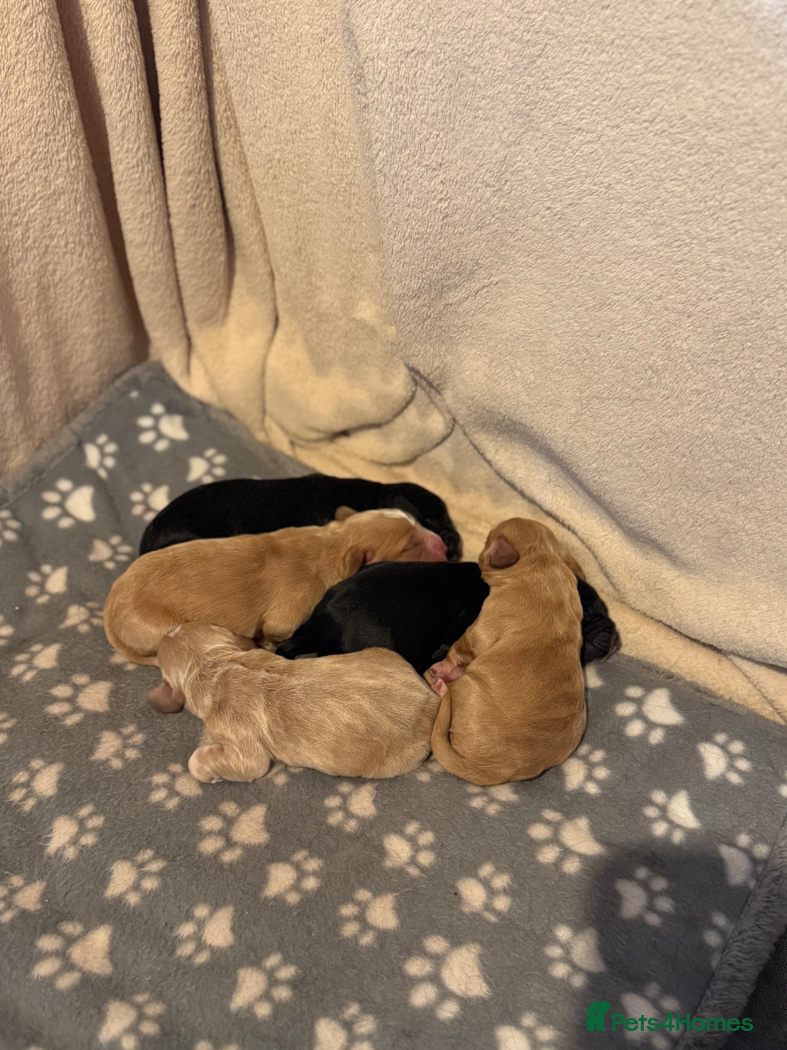 Cocker Spaniel dogs Working Cocker Spaniels - Advert 2