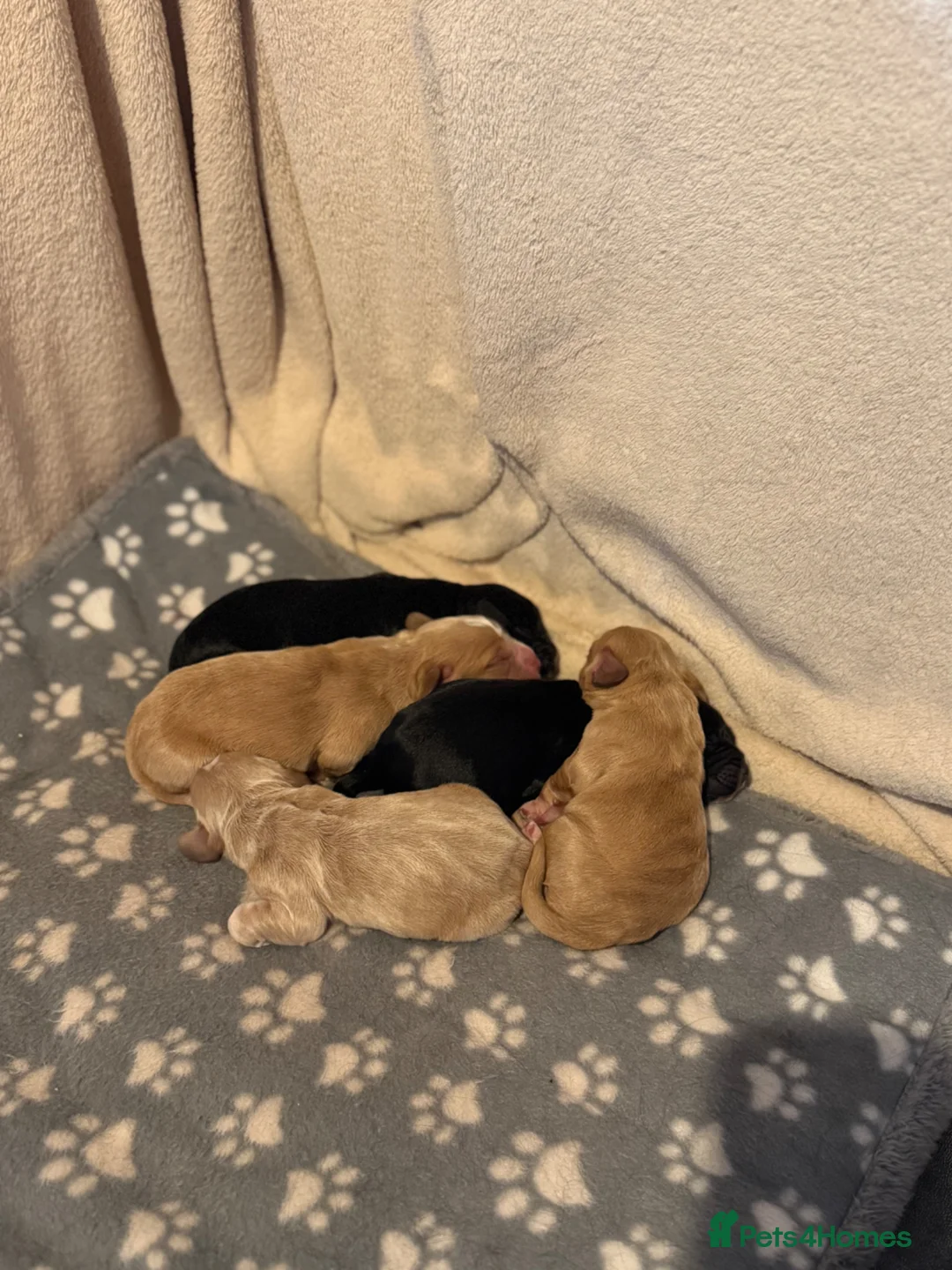 Cocker Spaniel dogs for sale: Working Cocker Spaniels in Mold - Advert 1
