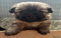 Mixed Breed dogs for sale: Stunning Rare Shihpoo Poms  - Image 1